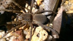 Ancylometes concolor