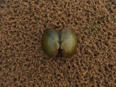 Monocondylaea jaspidea