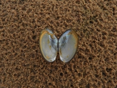 Monocondylaea jaspidea