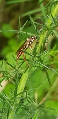 Degithina