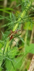 Degithina