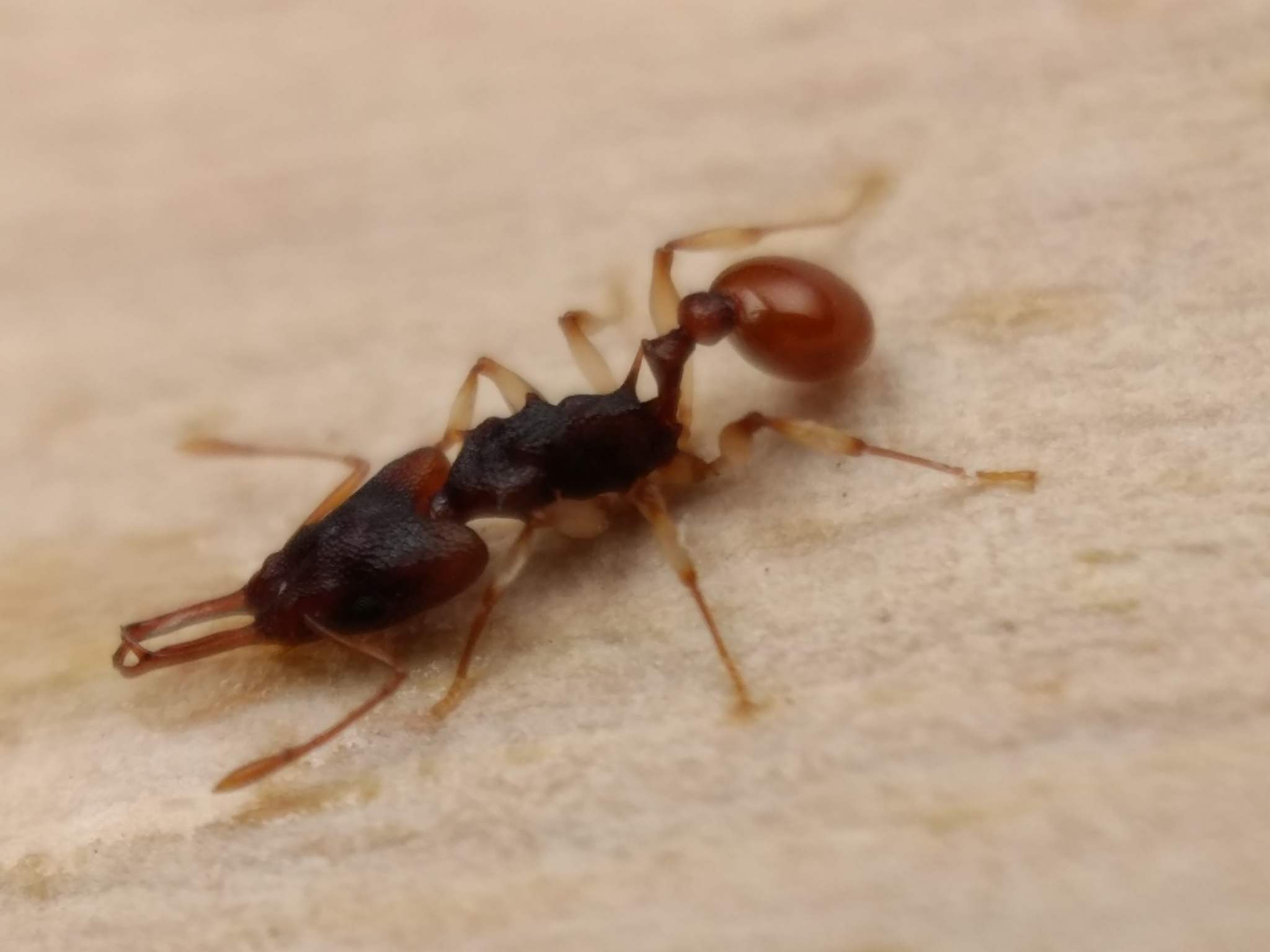 Orectognathus mjobergi