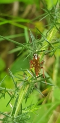 Degithina