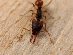 Orectognathus mjobergi
