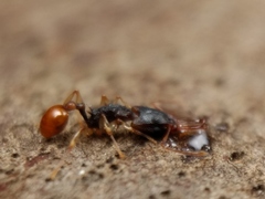 Orectognathus mjobergi