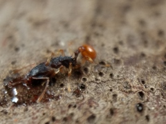 Orectognathus mjobergi