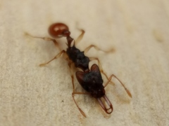 Orectognathus mjobergi