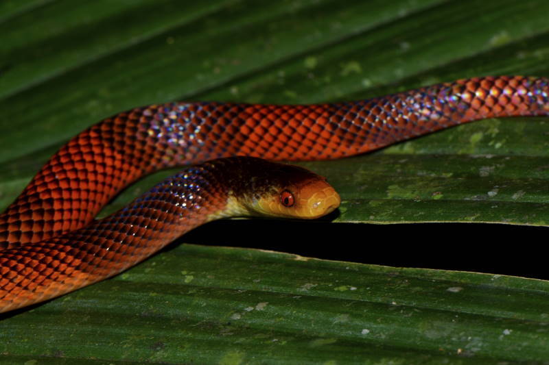 Beautiful Calico Snake