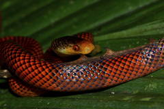 Beautiful Calico Snake photo 2