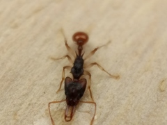 Orectognathus mjobergi