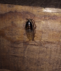 Latiblattella tarasca