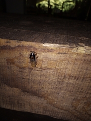 Latiblattella tarasca