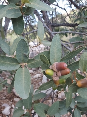 Quercus oblongifolia