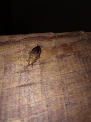 Latiblattella tarasca
