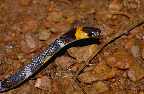 Tschudi's False Coral Snake