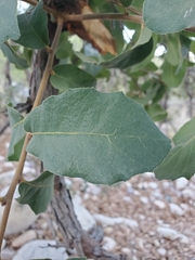 Quercus oblongifolia