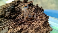 Tityus mattogrossensis