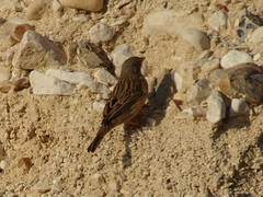 Emberiza caesia