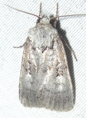 Feltia geniculata