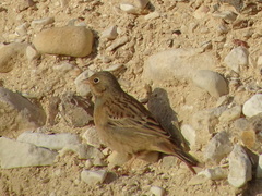 Emberiza caesia