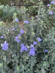 Barleria obtusa