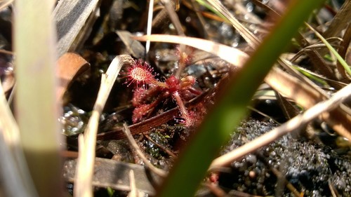 Drosera communis