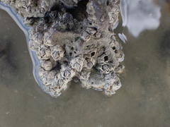 Austrominius modestus