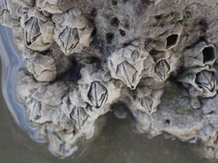 Austrominius modestus