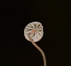 Mycena pterigena