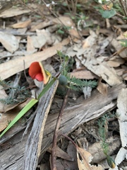 Gompholobium ecostatum