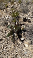 Opuntia dulcis
