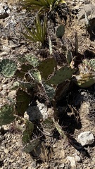 Opuntia dulcis