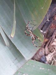 Argiope argentata