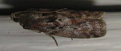 Sciota subcaesiella