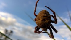 Parawixia bistriata