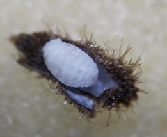 Rondaniola bursaria