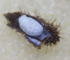 Rondaniola bursaria
