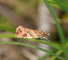 Epitymbia isoscelana