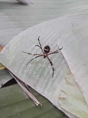 Argiope argentata
