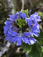 Scaevola nitida