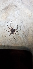Morebilus