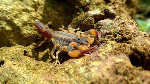 Tityus fasciolatus