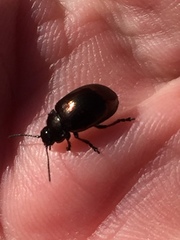 Chrysolina aurichalcea