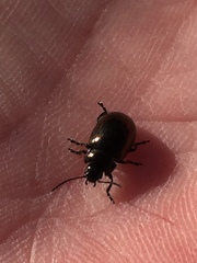 Chrysolina aurichalcea