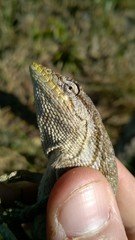 Polychrus acutirostris