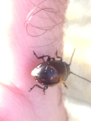 Chrysolina aurichalcea