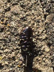 Chrysolina aurichalcea