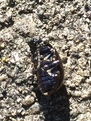 Chrysolina aurichalcea