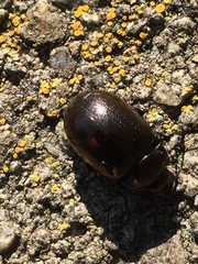 Chrysolina aurichalcea