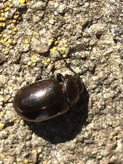 Chrysolina aurichalcea
